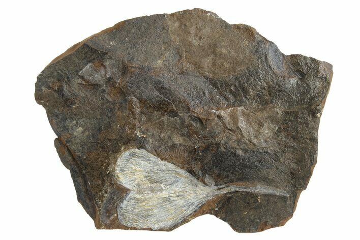 Fossil Ginkgo Leaf From North Dakota - Paleocene #236648
